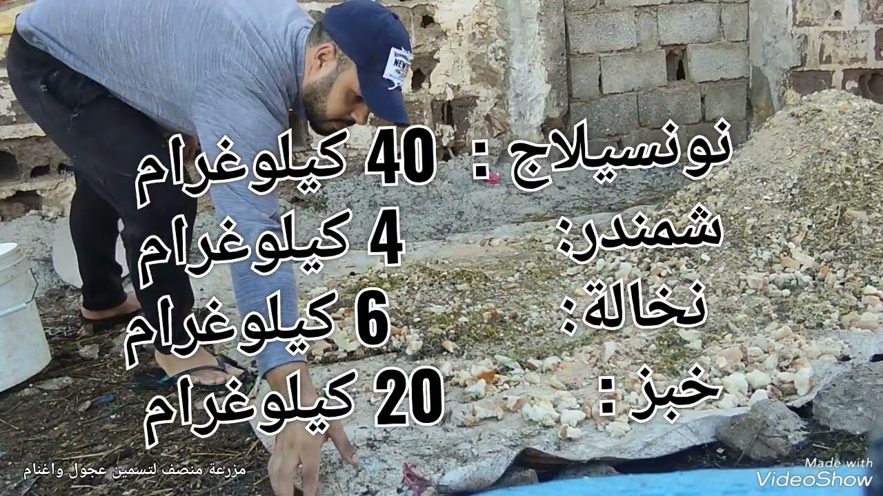 كيفية التعامل مع العجول و اغنام واعطاء ارخص علف في هده الظروف الغلاء الاعلاف+شحال كيتقام عليا العلف