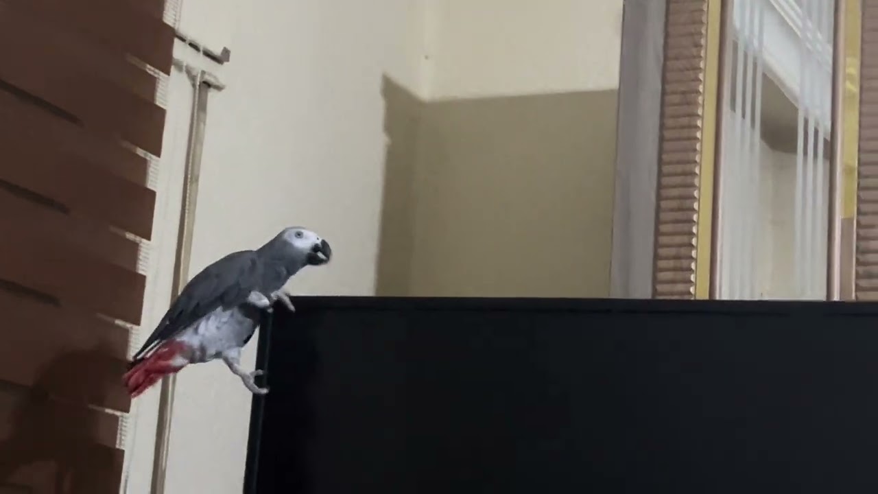 ببغاء متحمس، فيديو تحفيزي، سمعه لببغائك ليصبح جريء اكثر 