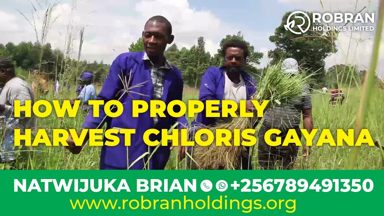 HOW TO PROPERLY HARVEST CHLORIS GAYANA ll Natwijuka Brian +256789491350