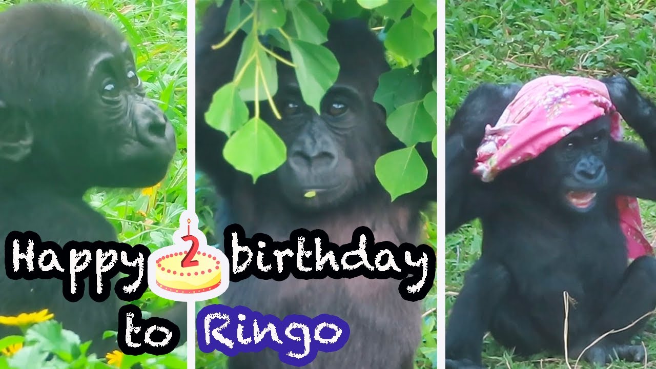 金剛猩猩Ringo兩歲生日快樂🦍👶Happy 2nd birthday to gorilla Ringo🎂🎁