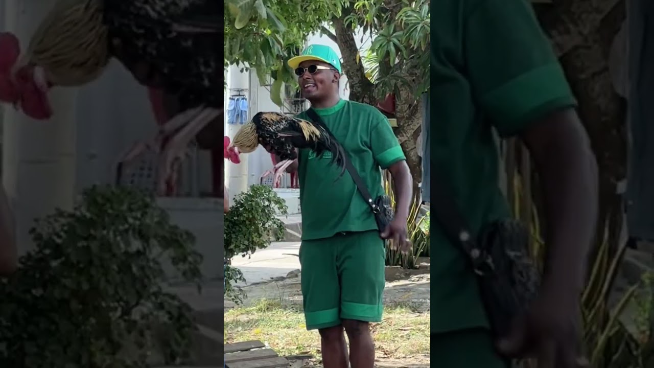 Las gallinas 😂🐓