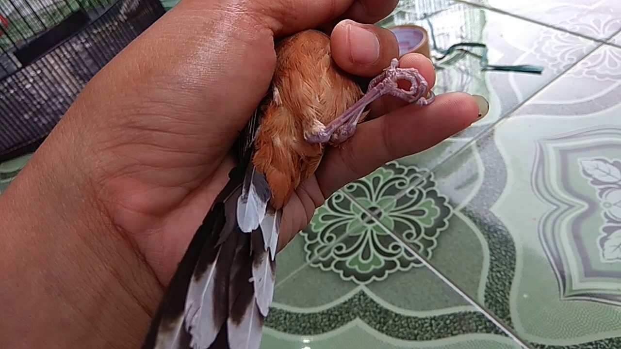 Murai Batu BALAK 8 Betina Siapan