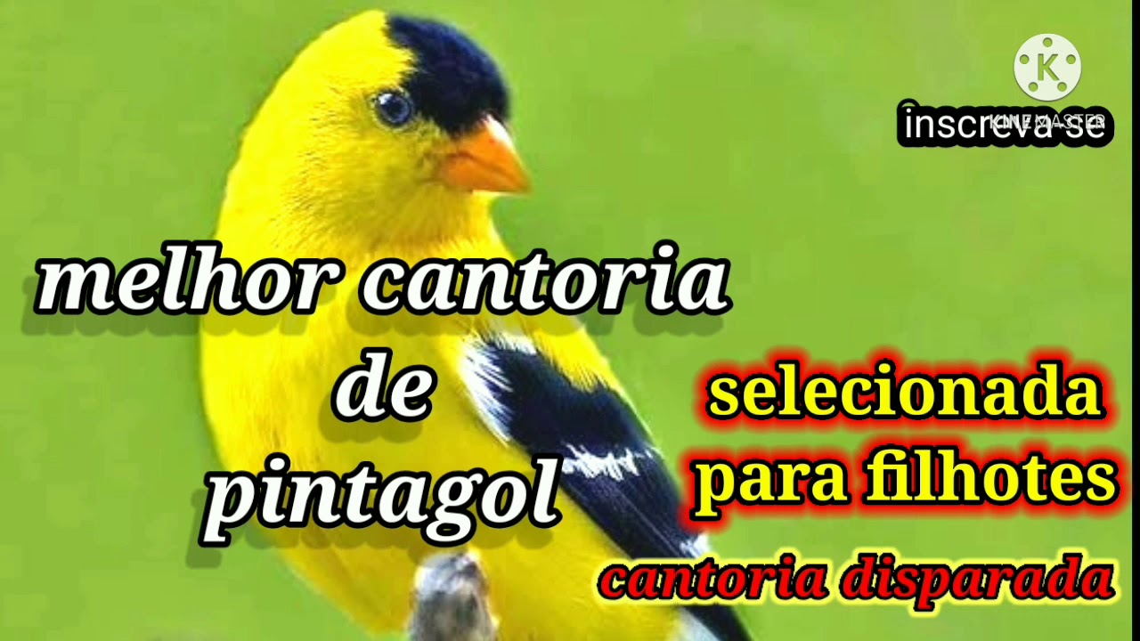 Cato de pintassilgo misturado melhor canto para filhote