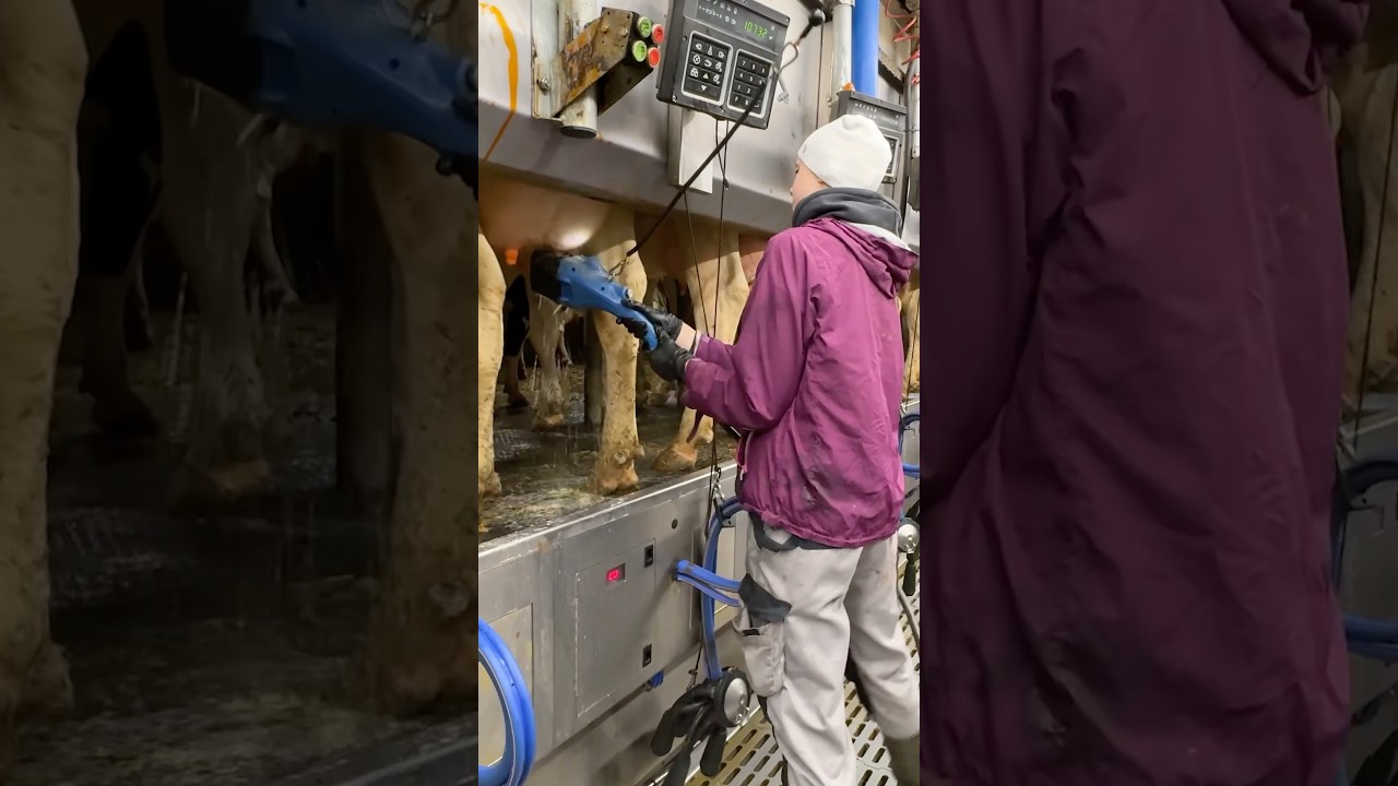 🐄 Why Do Cows Jump when Their Udders are Washed Before Milking? 💦