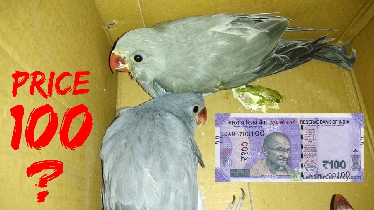 parrots for sale in india | All Types of Birds Exotic Parrot's For Sale All Over India | fewminutes