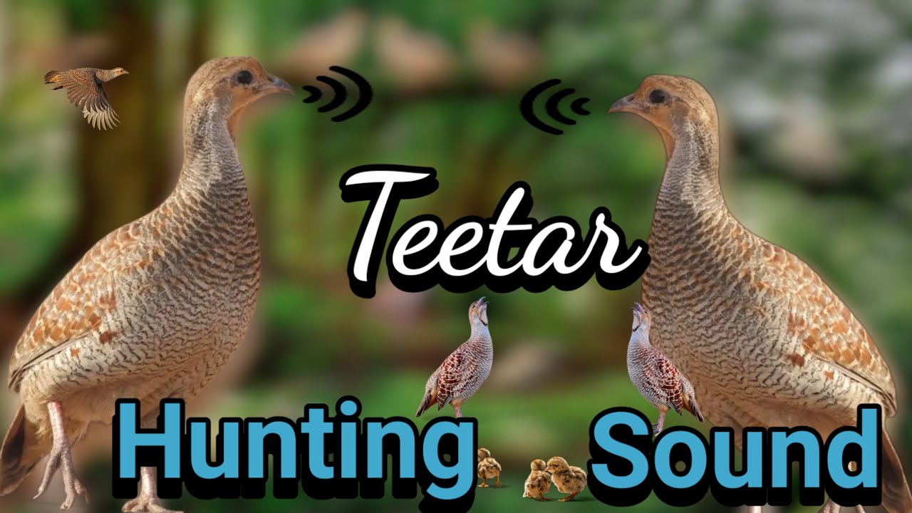 जंगली नर तीतर कैसे बोलते हैं - Junglee Male Teetar Kaise Bolte Hai - Viral Teetar Sound // francolin