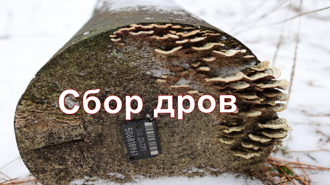 Сбор дров в лесу. Легально или нет? Что происходит на самом деле!