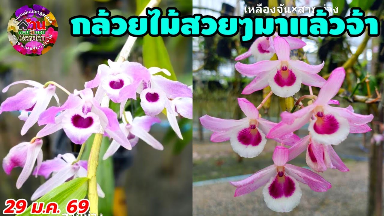 EP.803 กล้วยไม้สวยๆ กล้วยไม้หายาก กล้วยไม้เอื้องสาย #กล้วยไม้ #orchid 