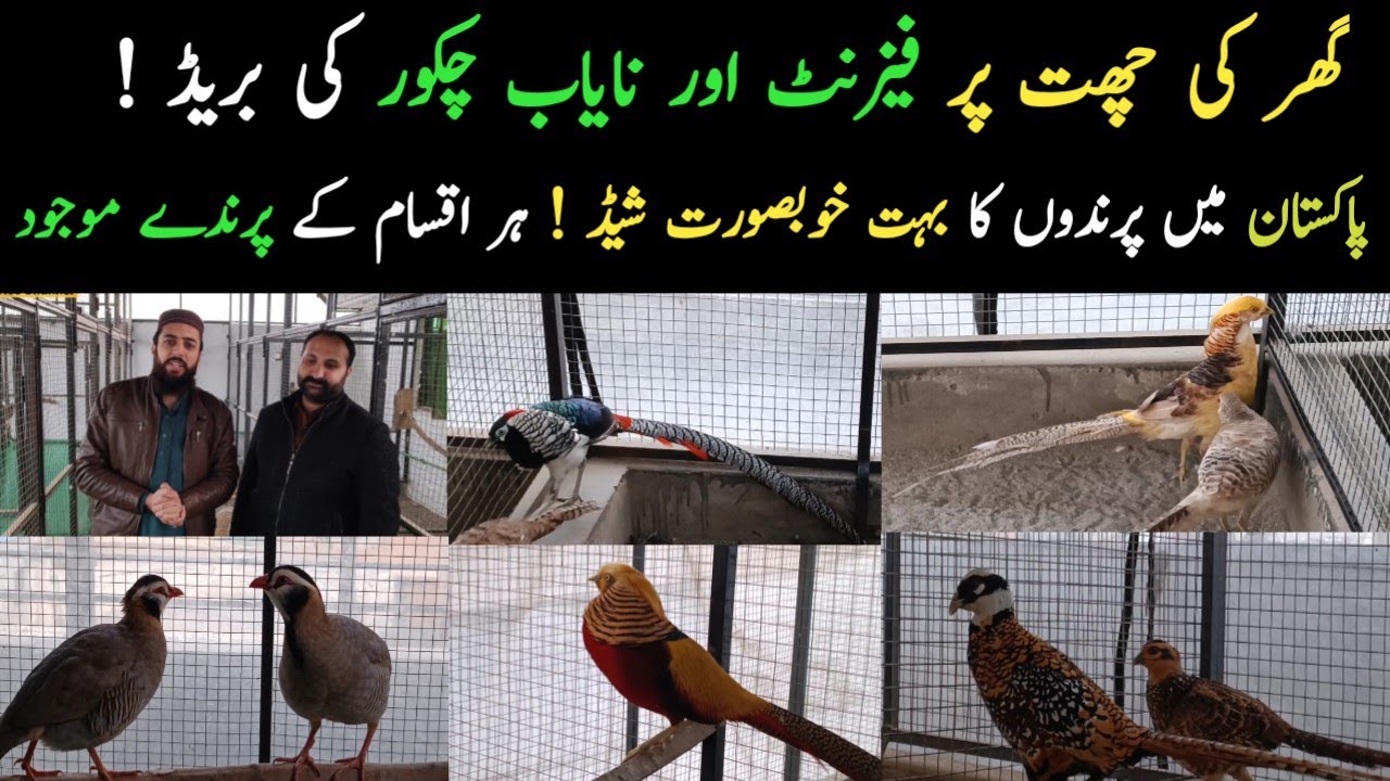 pheasant setup in on the Roof | Pakistan biggest Pheasant Aviary on roof -Usman Bhai ke birds aviary