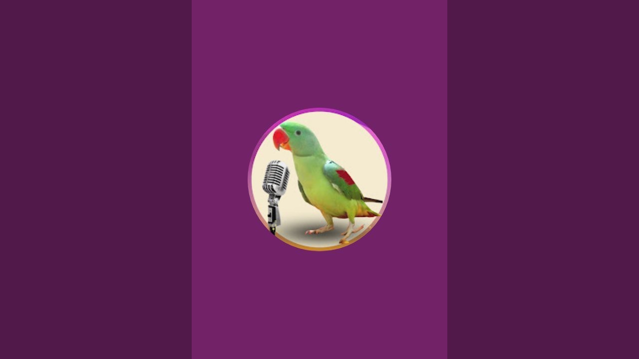 Alexandrine Parrot Talking in Urdu/Hindi