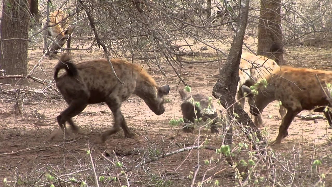 Hyenas vs. Honey Badger | Intense Wildlife Standoff in Kruger Park