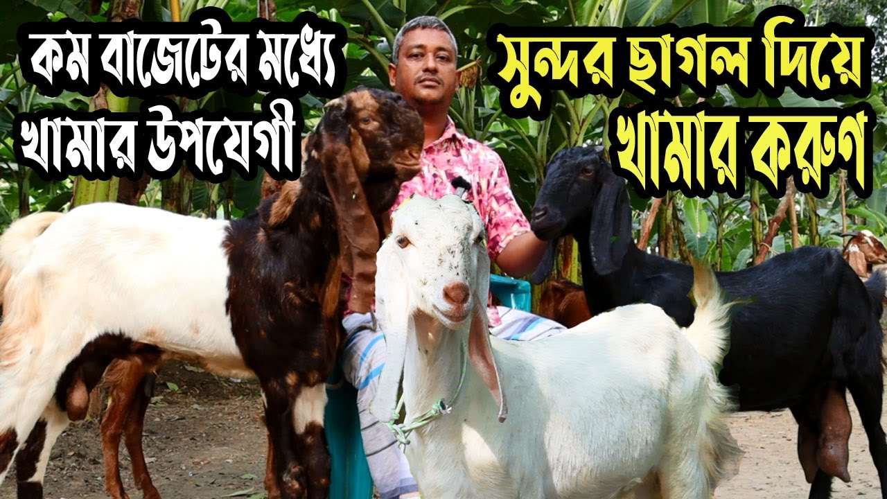 কম বাজেটের মধ্যে উন্নত জাতের ছাগল দিয়ে করুণ একটি আদর্শ বানিজ্যিক খামার | Goat Farming