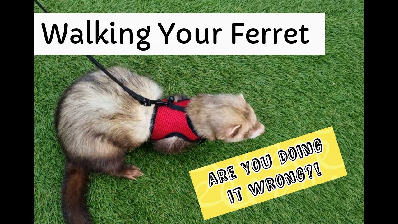 How to Make Ferret-Walking a SUCCESS!