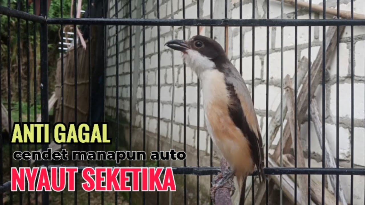 Suara Cendet Gacor Toet toet Efektif Anti Gagal Bikin Cendet Malas pun Langsung Nyaut Bunyi Seketika