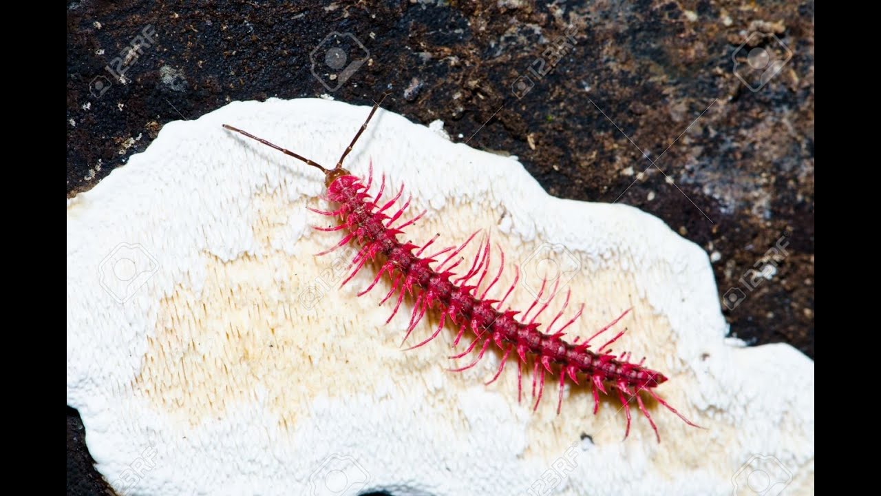 BUGS IN THAILAND V146