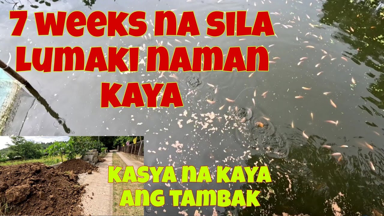 Red tilapia after 7 weeks  | Lumalakas na silang kumain | May tambak na dumating