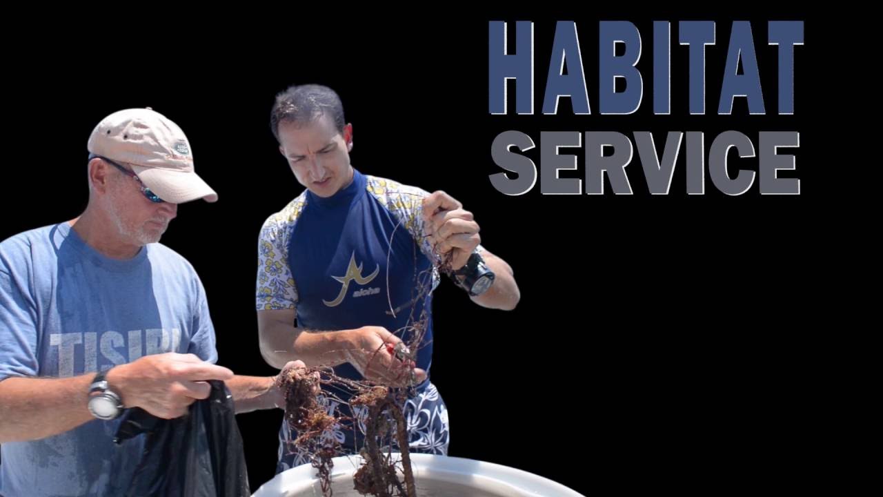 Reef Clean-Up; Marine Debris Removal