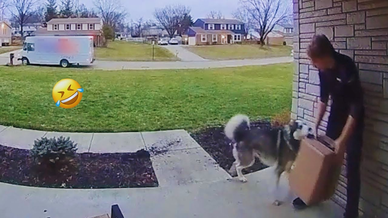 Funny DOGS videos 2024 😁🐶 New Funniest Animal Videos #36