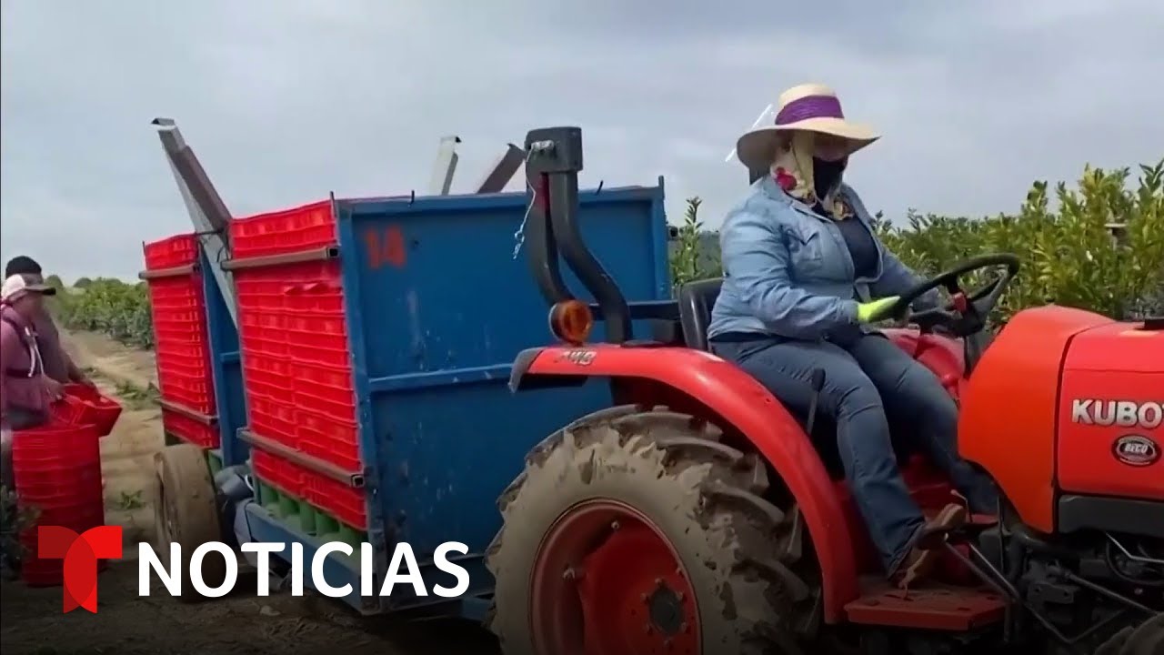 Varias trabajadoras agr&iacute;colas denuncian alg&uacute;n tipo de acoso | Noticias Telemundo