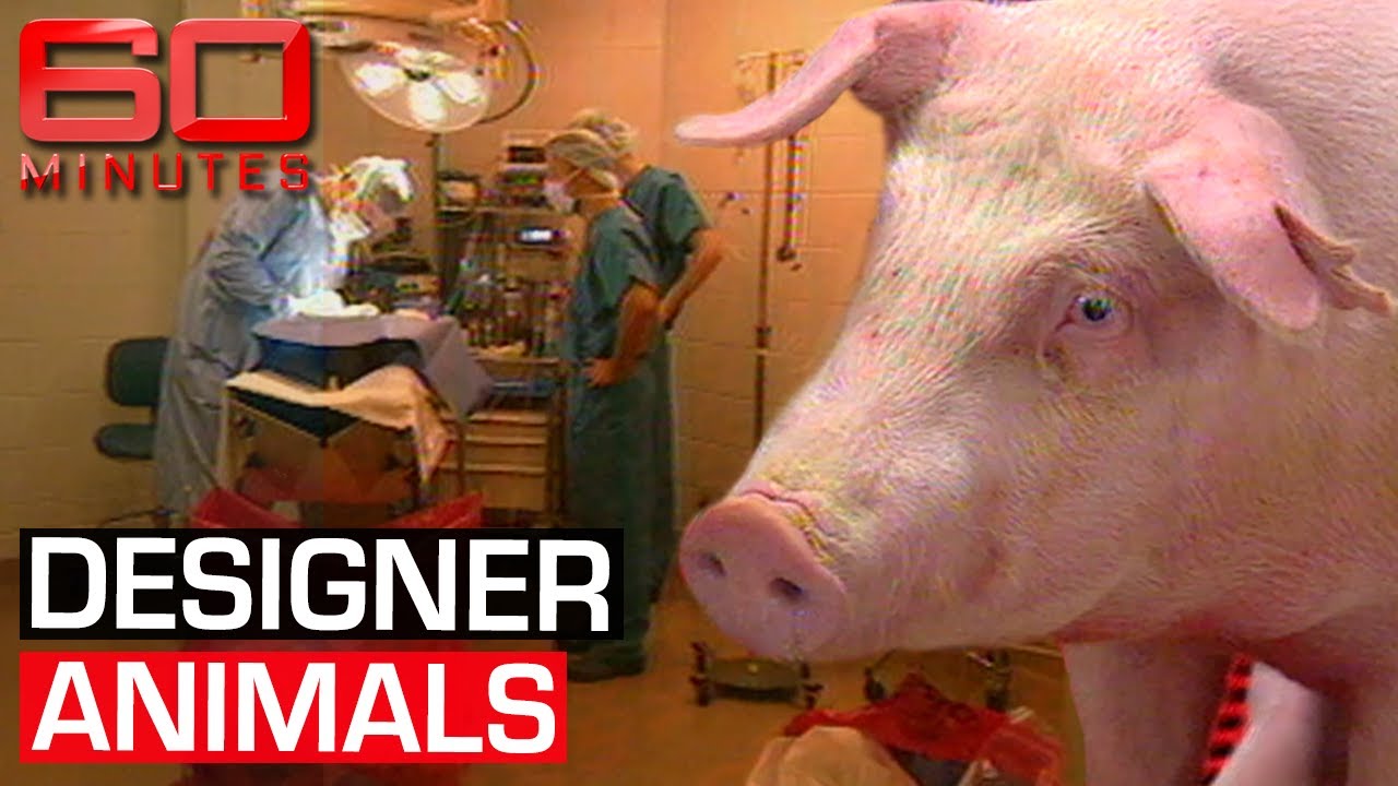 Genetically modified animals: Scientific revolution or crime against nature? | 60 Minutes Australia
