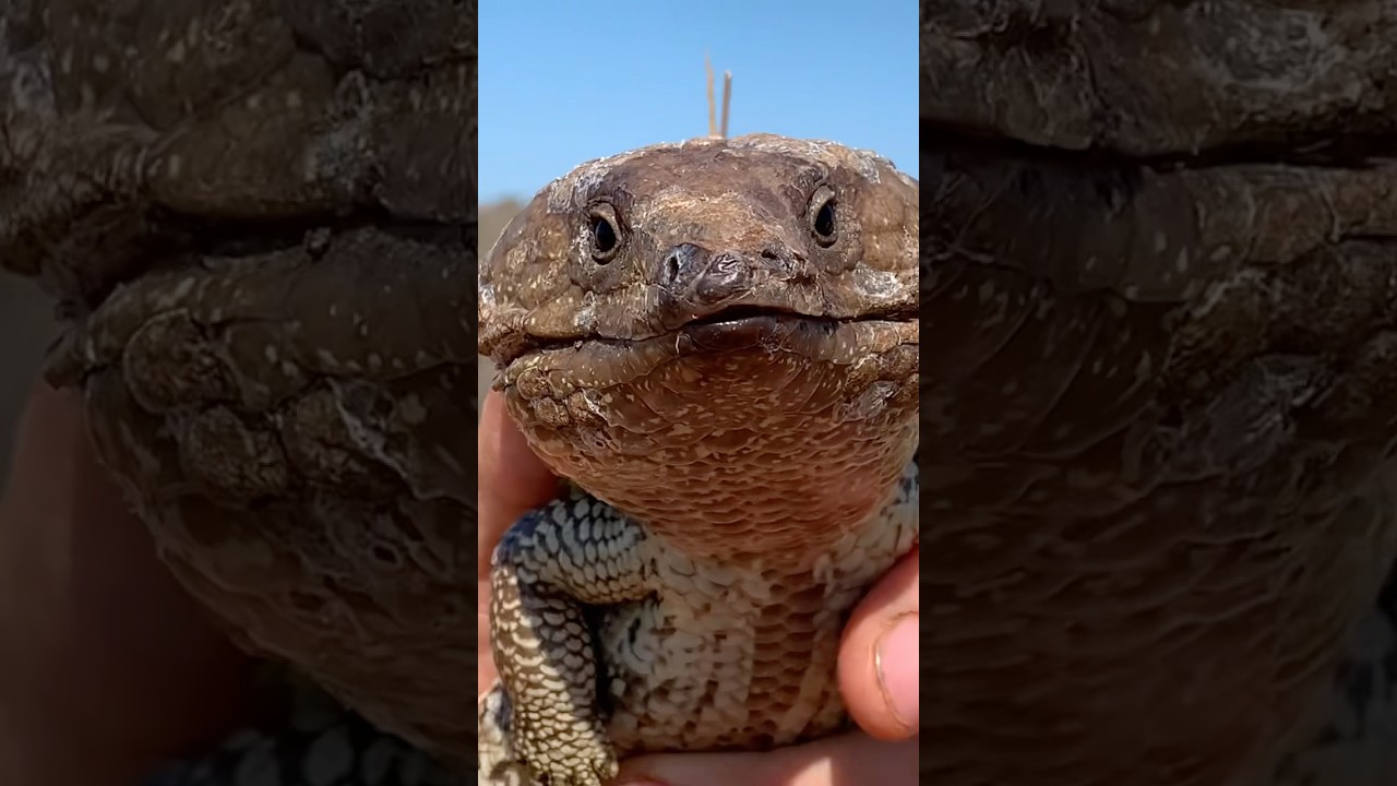 #humour #faune #lezanimaux #reptile #scinque #tiliqua #lezard #australie