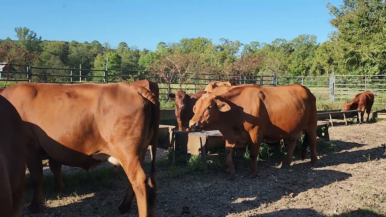 Message from the cow pasture 10525