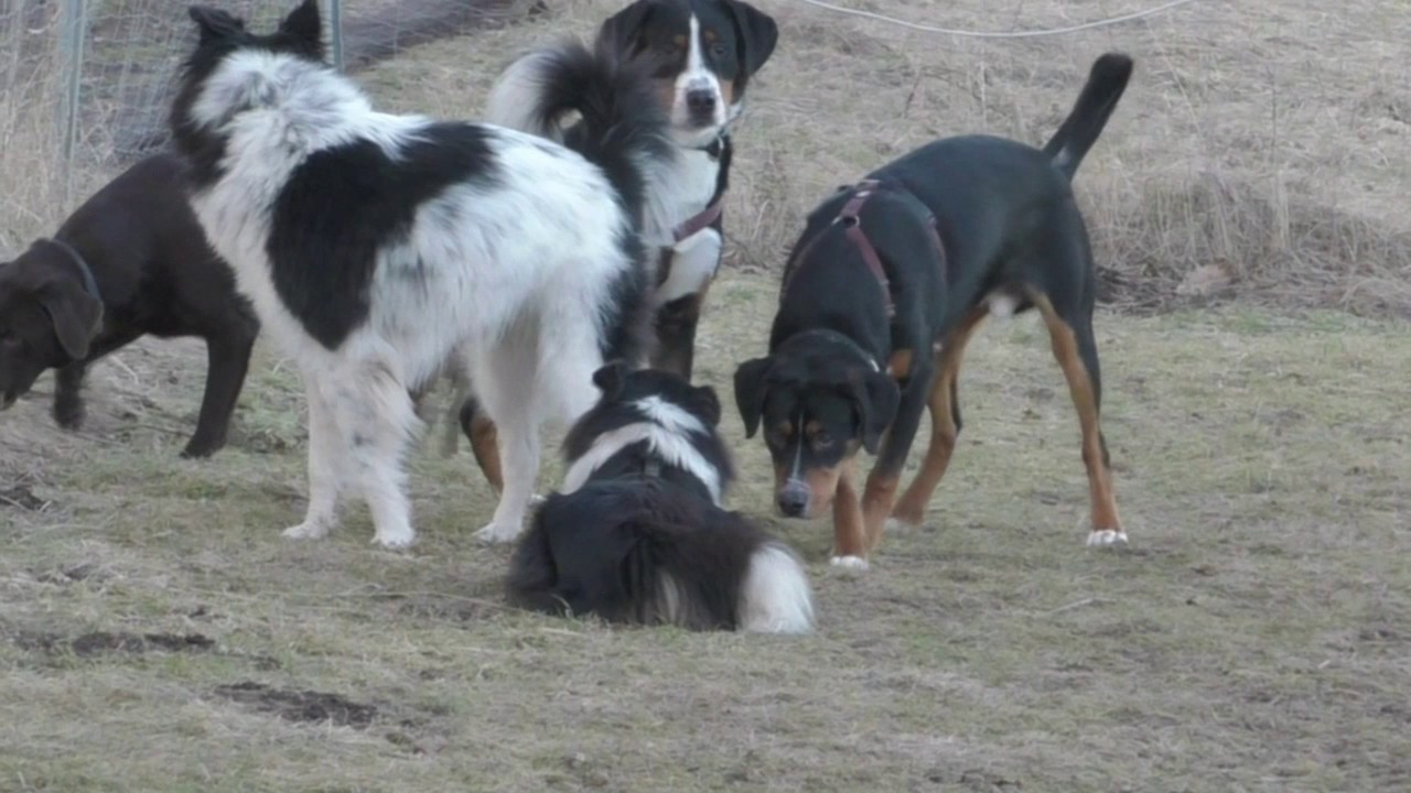 Körpersprache der Hunde Teil 2.1