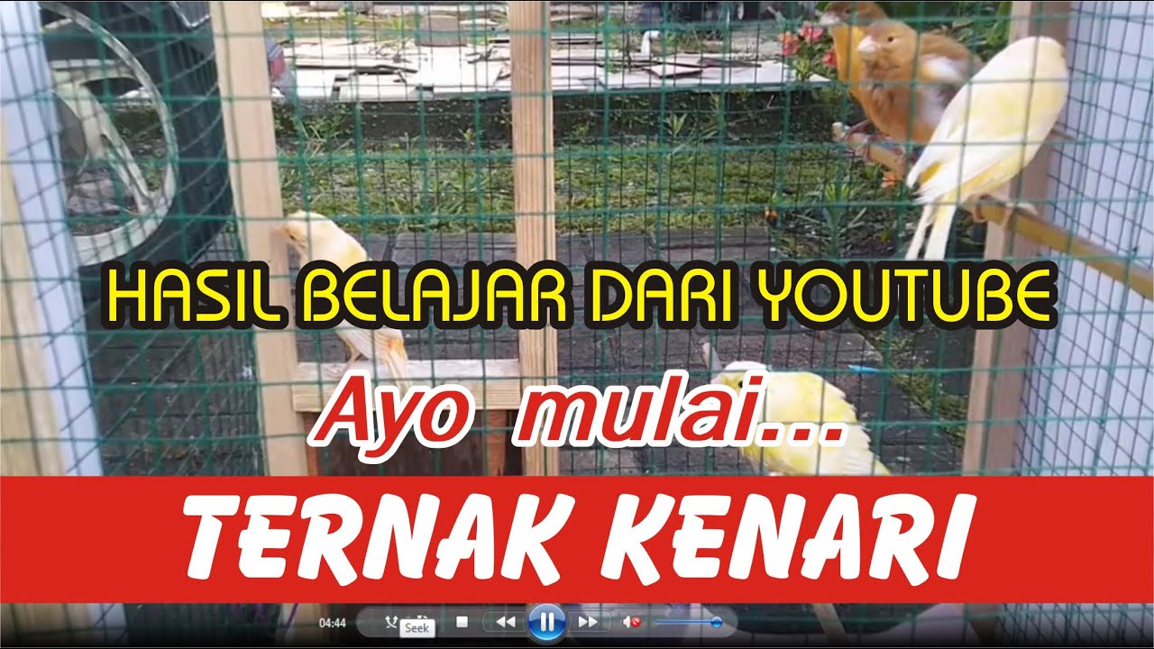 Ternak kenari pemula, sharing hasil belajar ternak