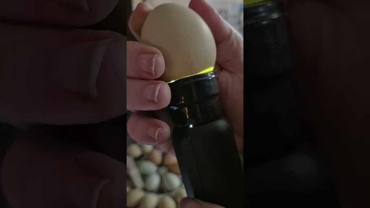 Candling eggs part 2/2 incubator babies. 