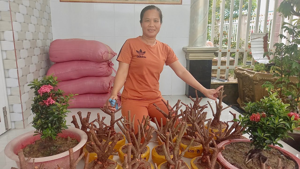 B&ocirc;ng Trang kiểng nhiều m&agrave;u ch&agrave;o b&aacute;n ng&agrave;y 20/9 nh&agrave; vườn Mỹ Phụng