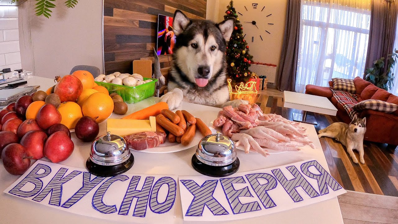 УМНАЯ Собака отвечает ВКУСНО или НЕТ на разные блюда! Самые умные хаски и маламуты в мире