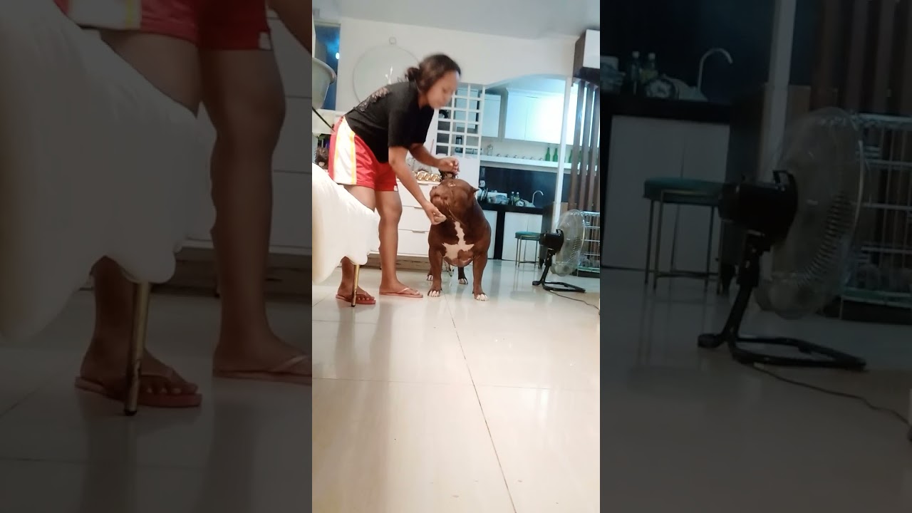 #adayinalifeasadogsitter