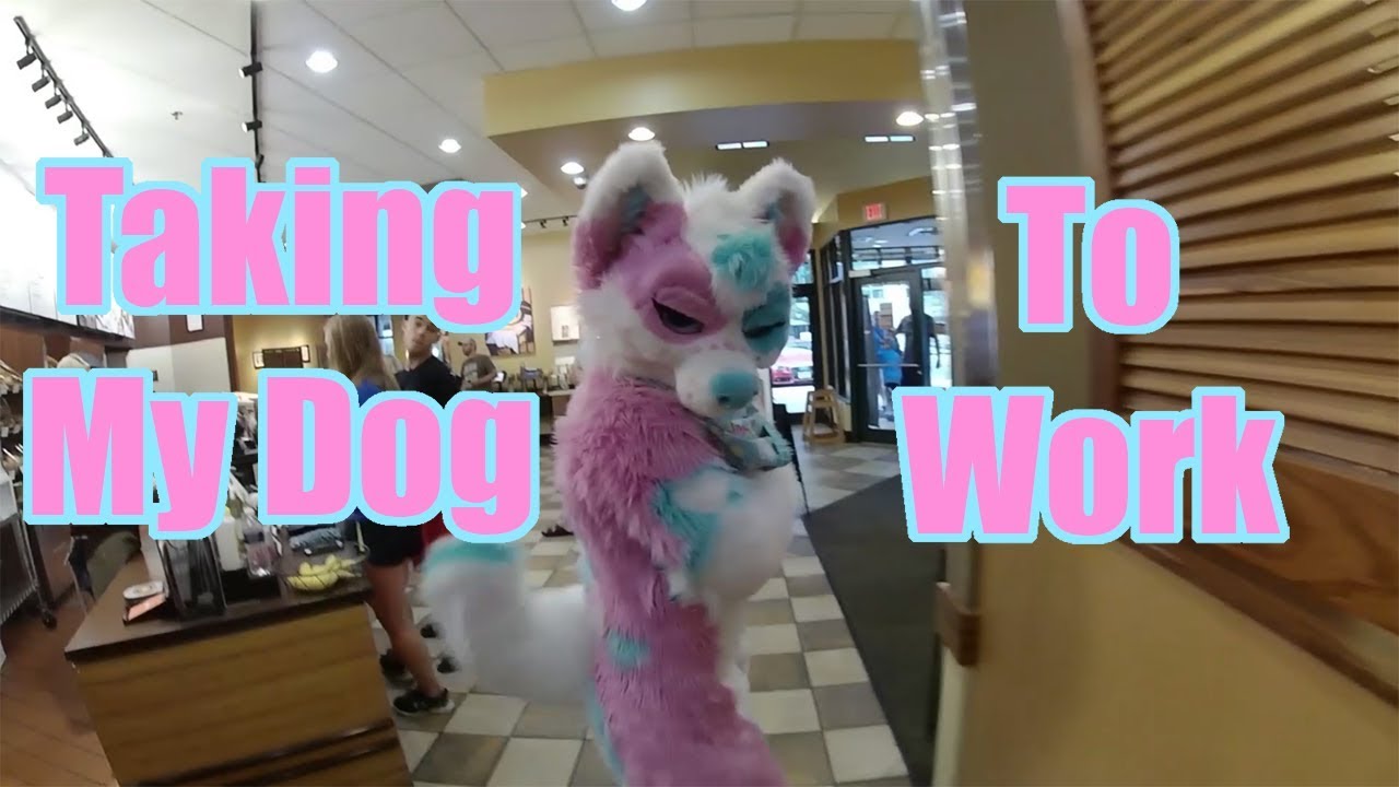 Taking My Dog to Work (w/ Quartz Husky)