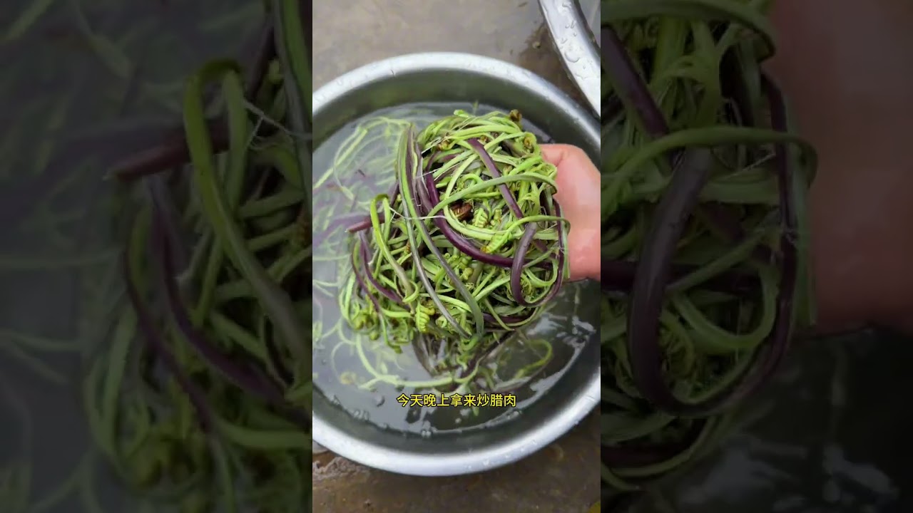 Discover Yunnan's First Fern Harvest with Us