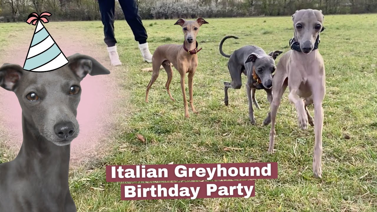 The Best Birthday EVER | My Dog's PAWFECT Iggy Party