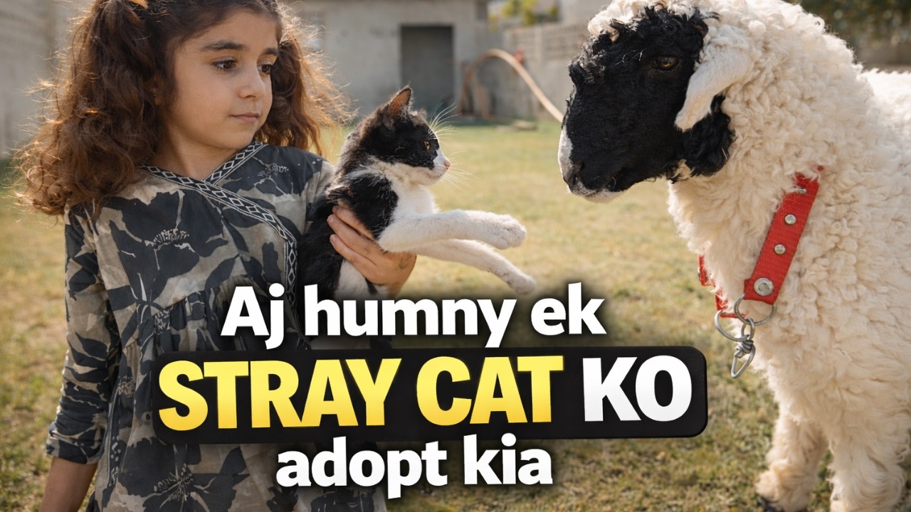 Aj humnay ek stray cat ko adopt kia 😺 | or bakron ko aj park mai main ghumany gye
