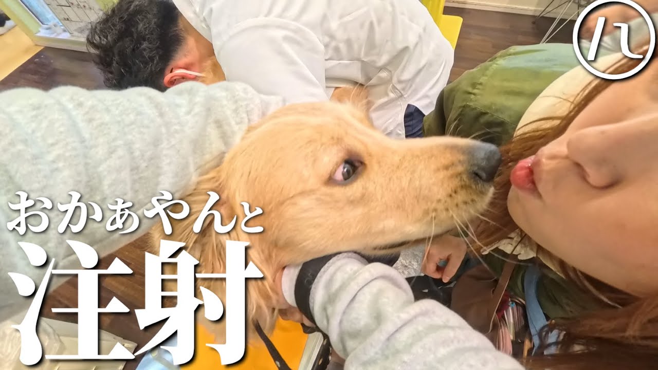 お注射は美味しいと思い込んでいる愛犬が可愛すぎましたww【ゴールデンレトリバー】【北海道】【大型犬パピー】