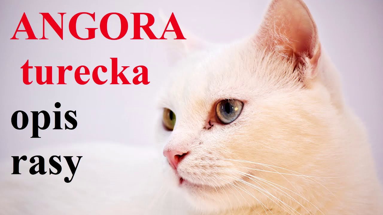 ANGORA TURECKA - OPIS RASY, charakter, zdrowie, historia, wady i zalety