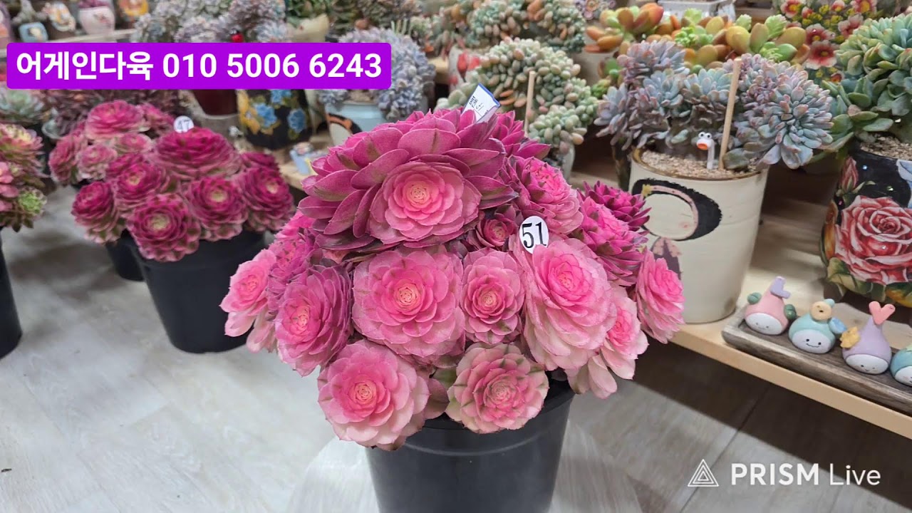 어게인다육 라이브) 3월19일 오후9시 실방 010 -5006-6243