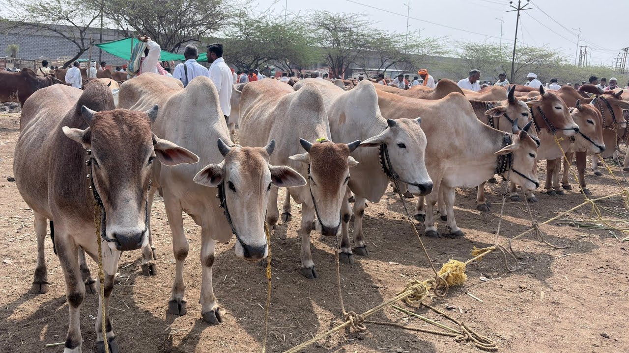 कामठा बैल बाजार | KAMATHA BAIL BAZAR | OX MARKET| दि : 28/02/2026 | वार शनिवार