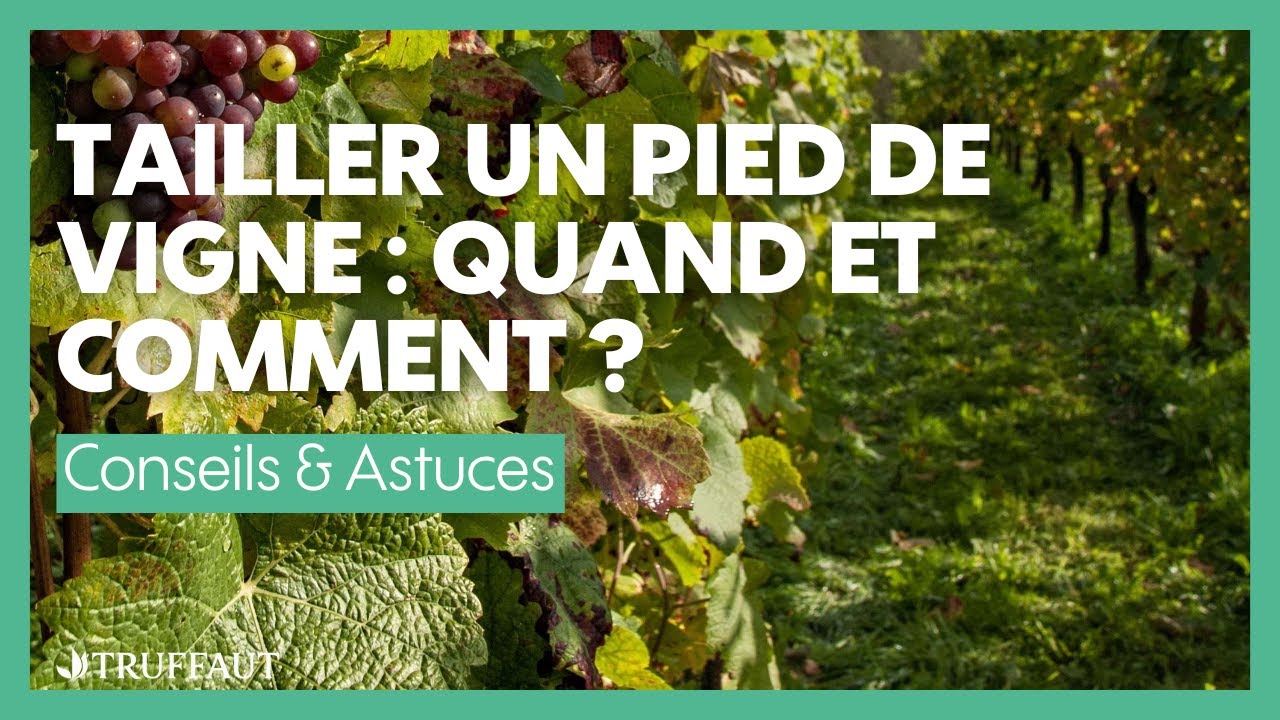 Tailler un pied de vigne : quand et comment - Truffaut