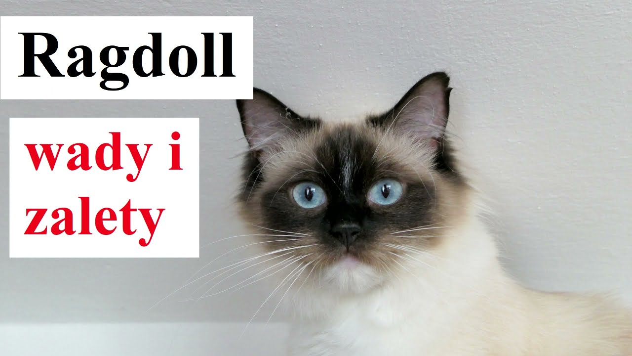 Ragdoll - WADY i ZALETY