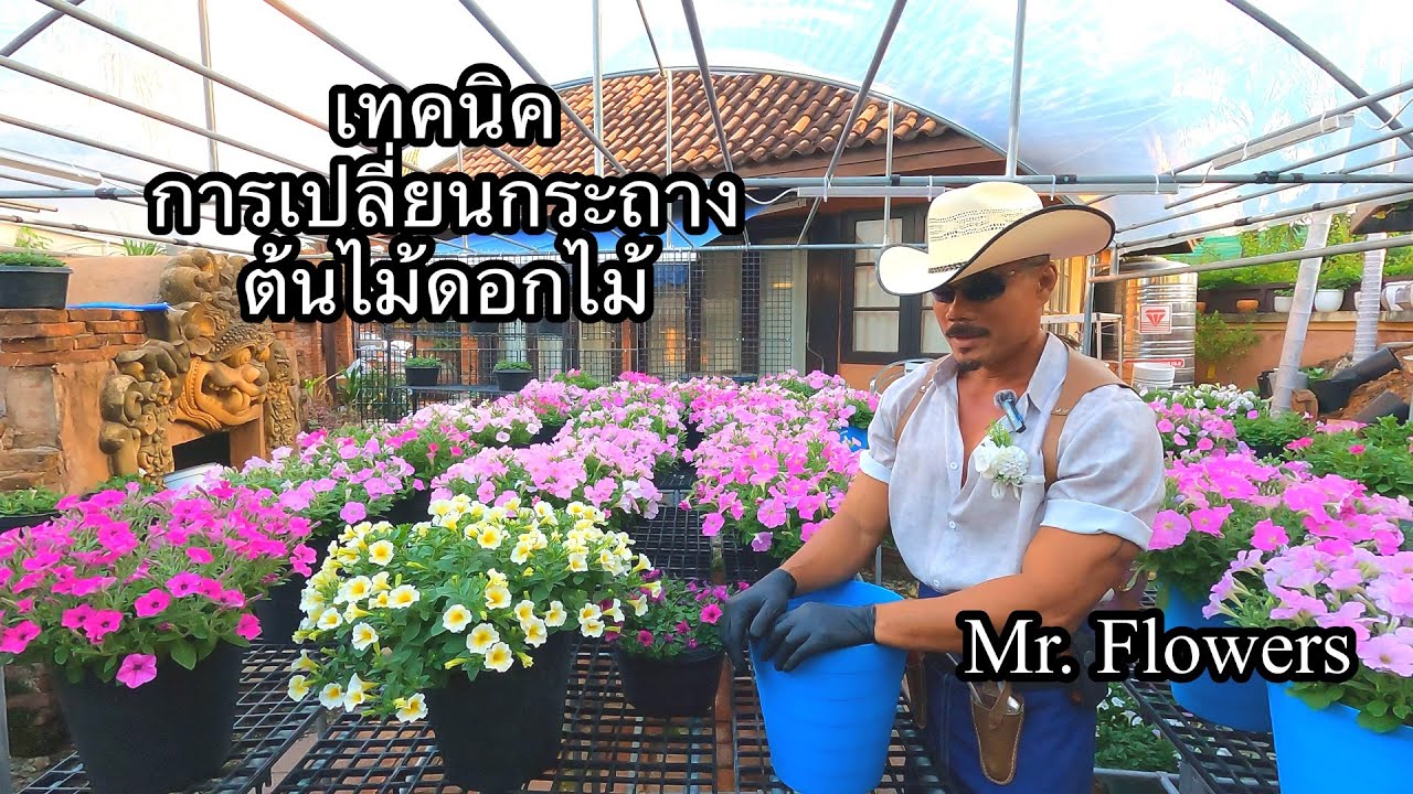 เทคนิค การเปลี่ยนกระถาง ต้นไม้ดอกไม้ ที่ควรรู้