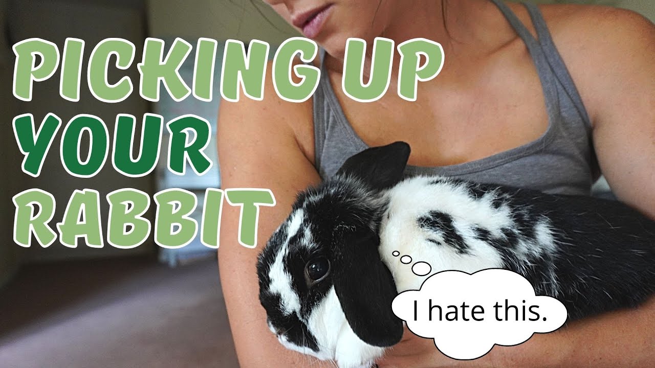 How To Pick Up A Rabbit | What if your rabbit hates it?