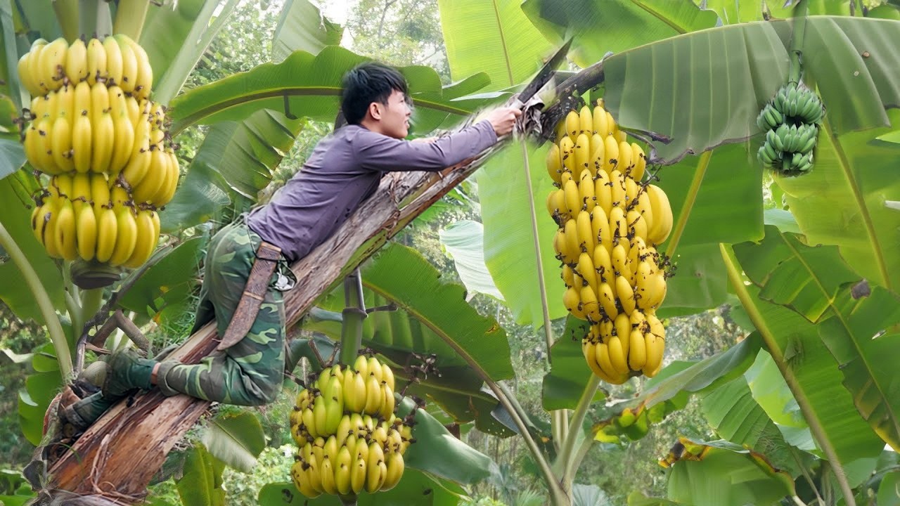 Harvest Big Bananas Go To Market Sell, gardening, grow asparagus. 2 year living off grid in forest