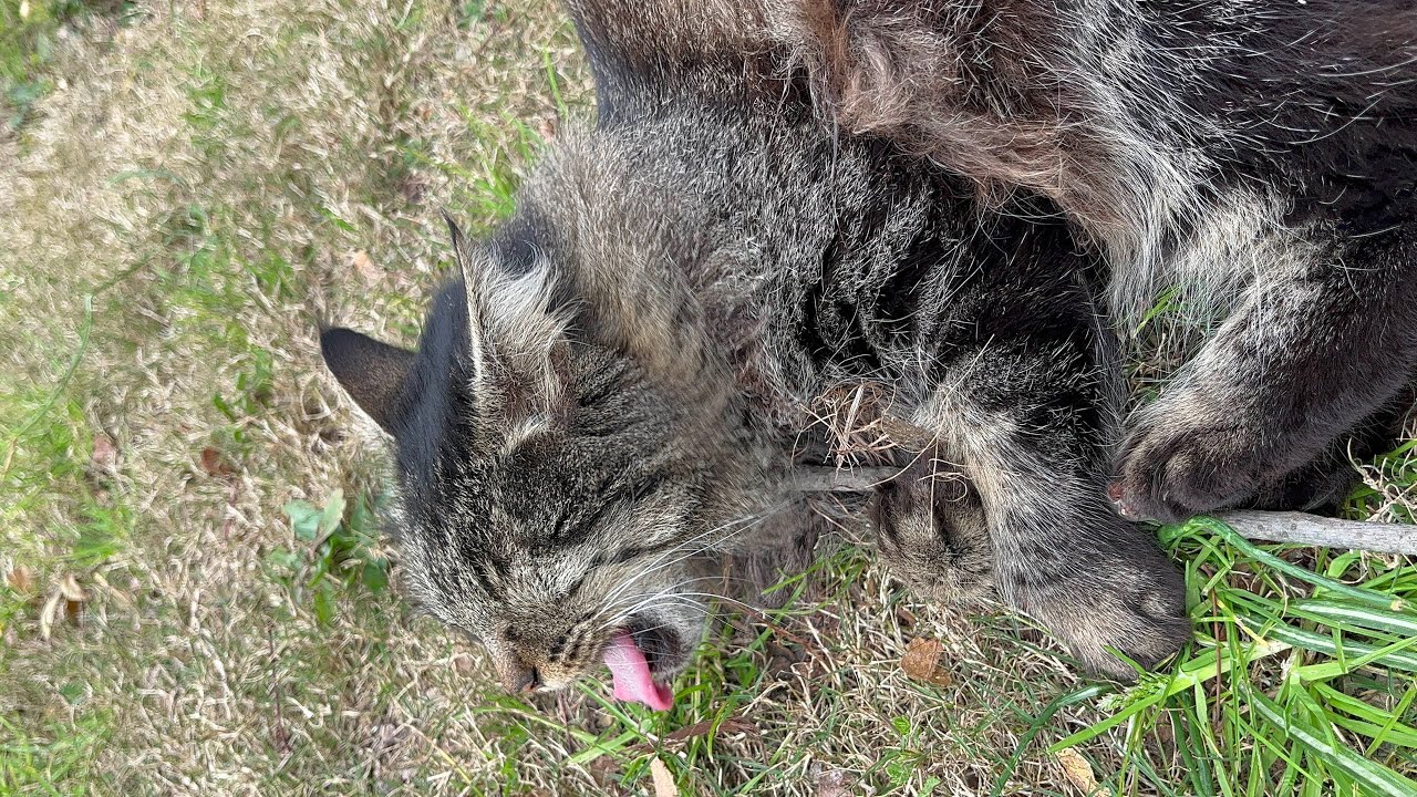 Chubby cat - Funny pet #vlog #pets #pet #cat #dog #funny #chubby #animals #muğla #dalaman #usa #cats