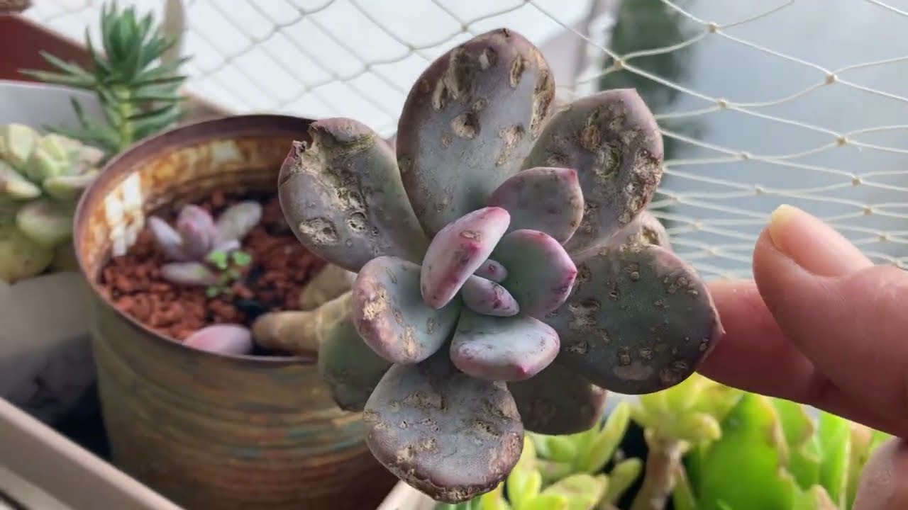 💫SÜPRİZ💫Mutlu olmak için ufak şeyler bile yeter❤️ #sukulent #succulent #aeonium