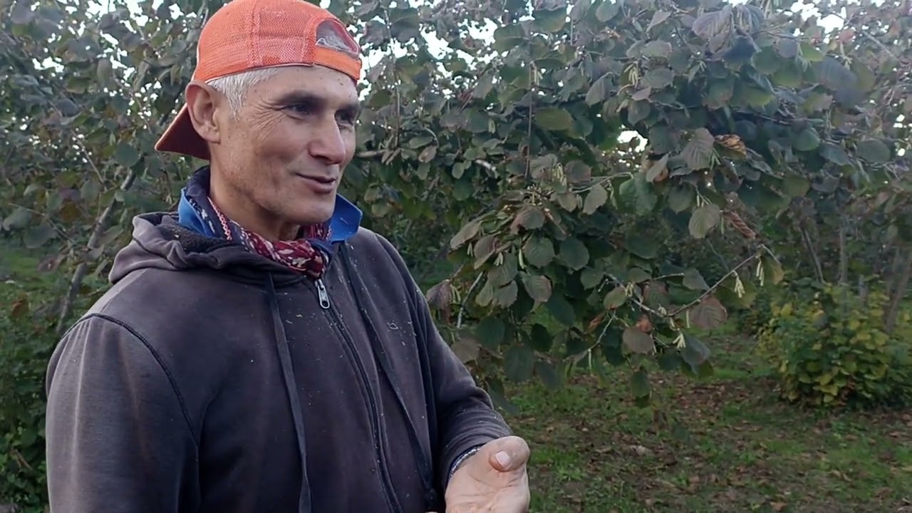 Bahçe çok güzel ama fındık verimi neden düşük?