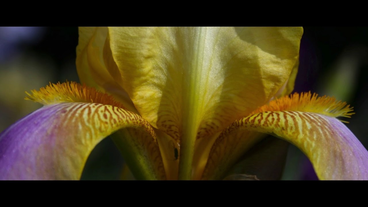 Presby Iris Garden