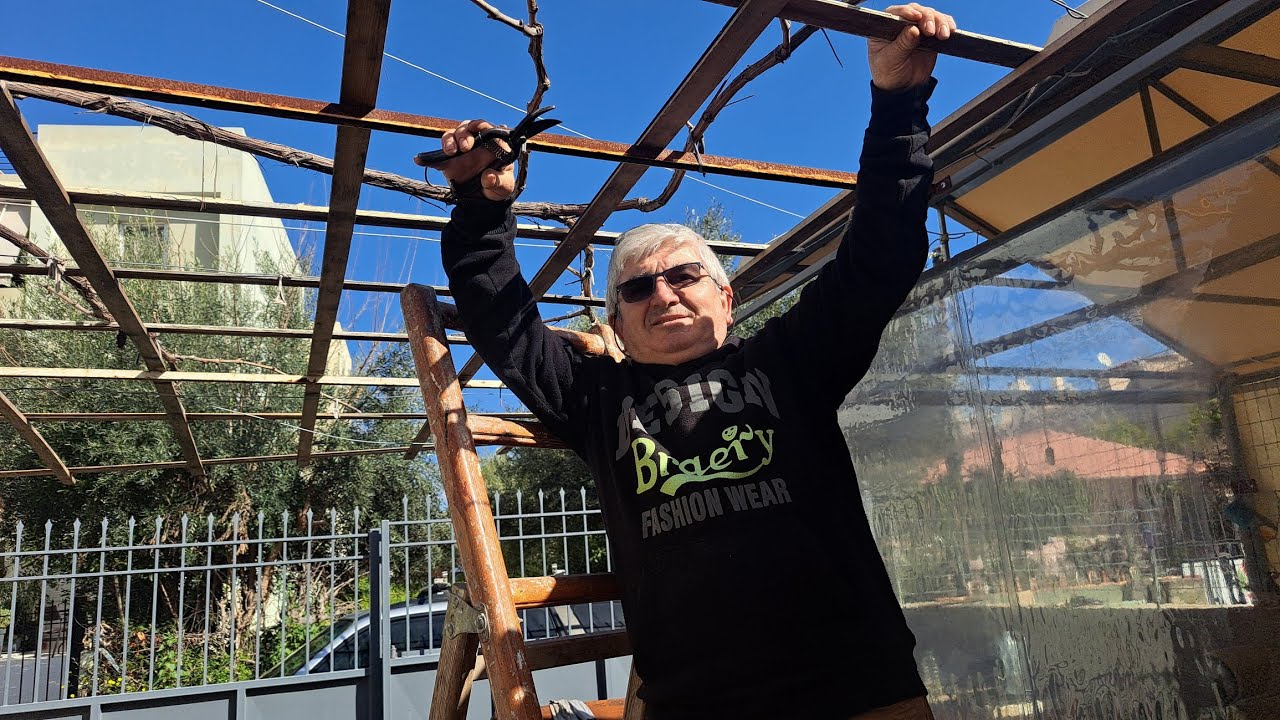 Πώς κλαδεύω την κληματαριά στην αυλή μου. 